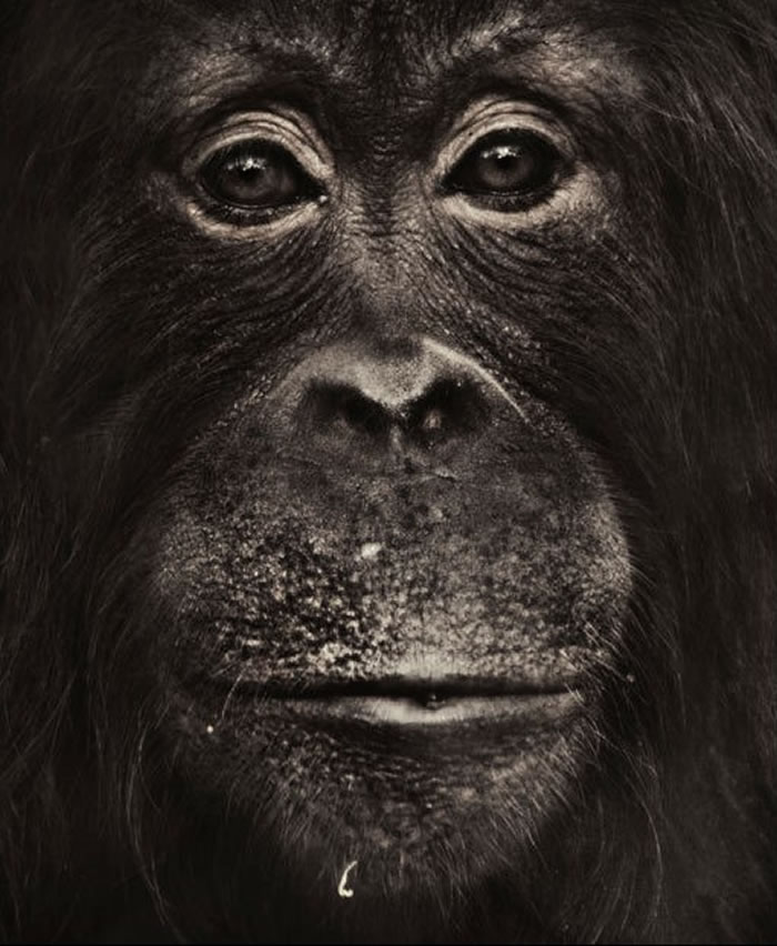 为何今天猿不会进化为人?