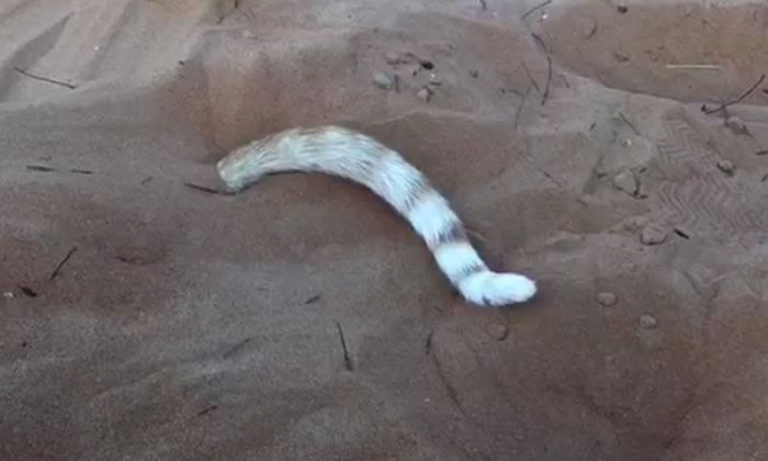 ɳĮ������Ʒ���ߣ�ԭ����������β��