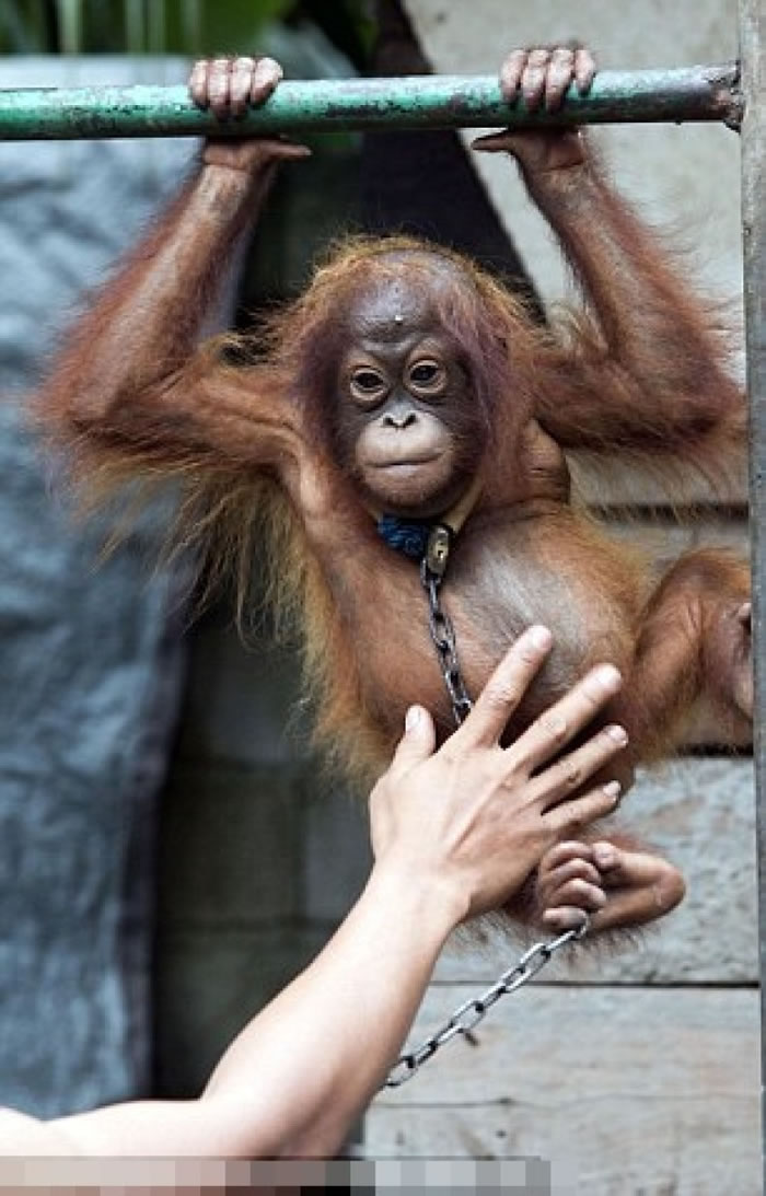 Bujingһ񡰺ëɼƻȡ