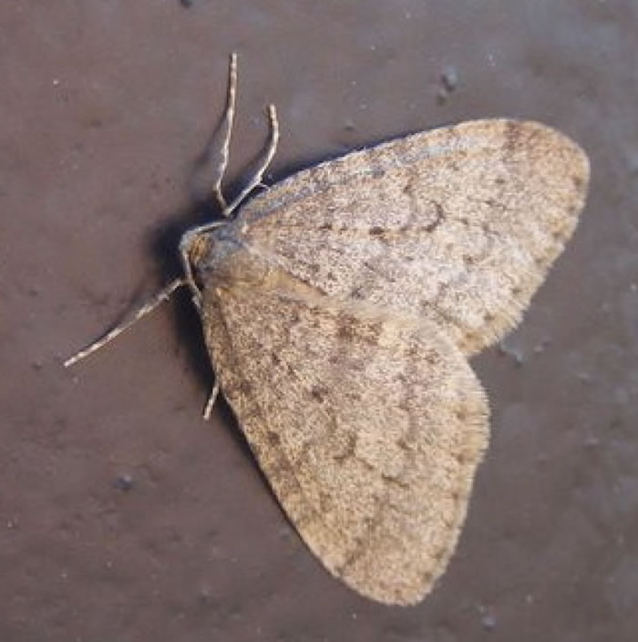 冬蛾幼虫的数目逐渐下降,鸟类亦因此减少食粮。