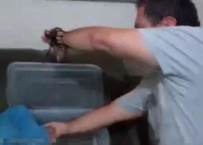 男子最后将蜘蛛放回胶箱内,期间巨蛛在其手臂上爬行。