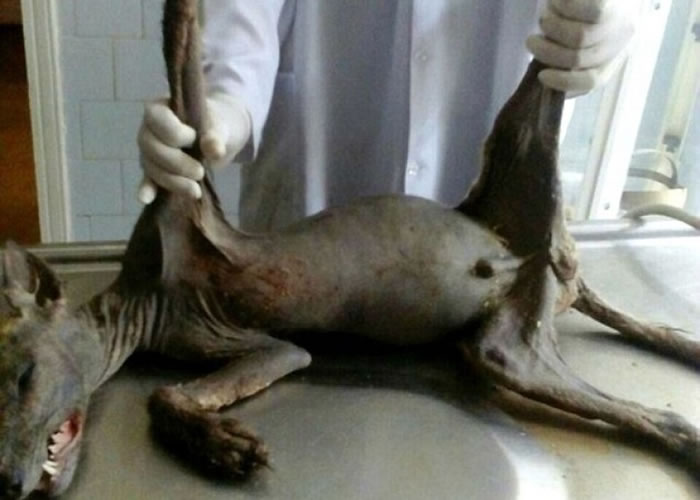 ����ɽ����Ѫ��ʬ�屻������ҽ��顣