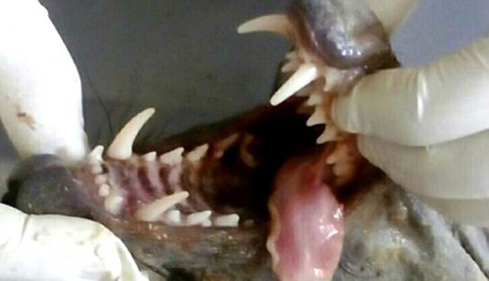 ��ɽ����Ѫ�������������ݡ�