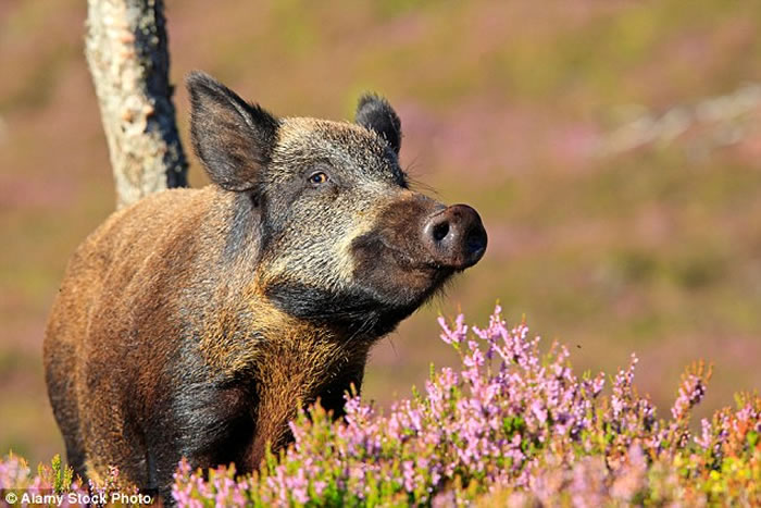 �о�����Ұ�������������С��������̡�