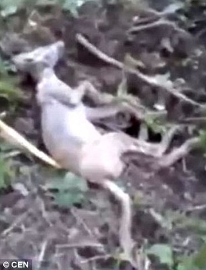 乌克兰农夫宣称杀死吸血怪兽“卓柏卡布拉”