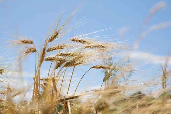 ��ʯ��ʱ�����ж����������ڲ�ͬ��������Ⱥ���Զ�����չ��ԭʼũҵ