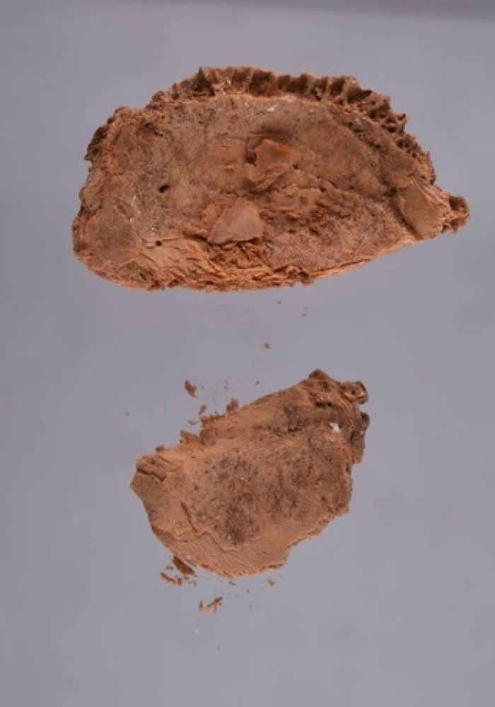 考古学家估计人头骨碎片是属于法老阿肯纳顿。