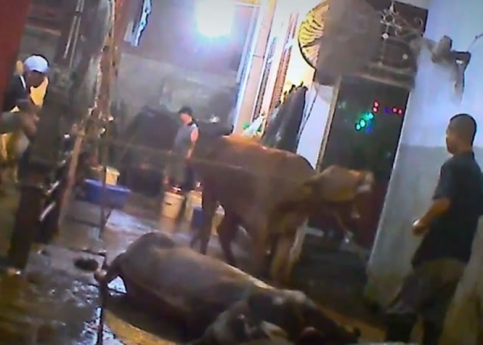 澳洲动物保护组织揭露越南屠夫大锤虐杀活牛