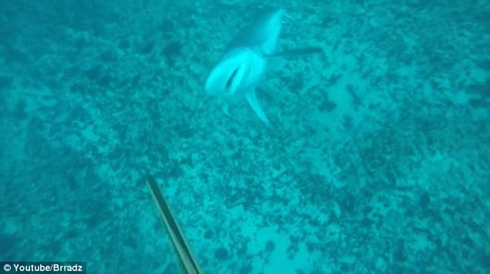 澳洲19岁男子潜水时挑衅鲨鱼险被攻击