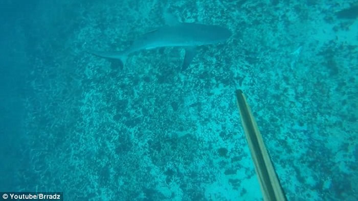 澳洲19岁男子潜水时挑衅鲨鱼险被攻击