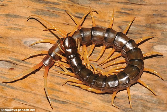 泰国发现游动时像鳗鱼的两栖蜈蚣新物种Scolopendra cataracta