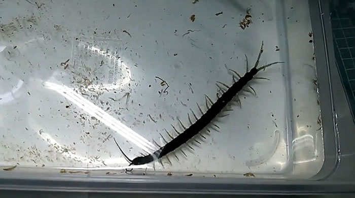 泰国发现游动时像鳗鱼的两栖蜈蚣新物种Scolopendra cataracta