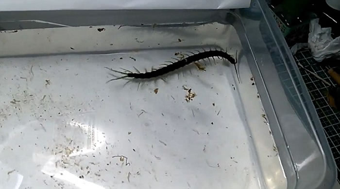 泰国发现游动时像鳗鱼的两栖蜈蚣新物种Scolopendra cataracta