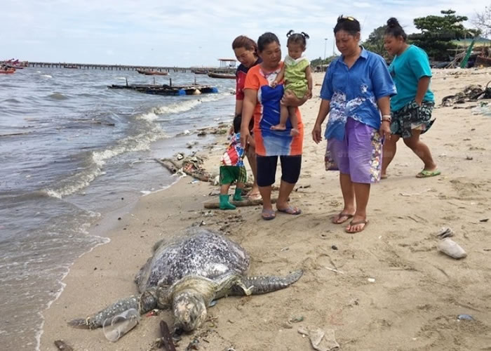 死亡的绿海龟属于濒临绝种的品种。