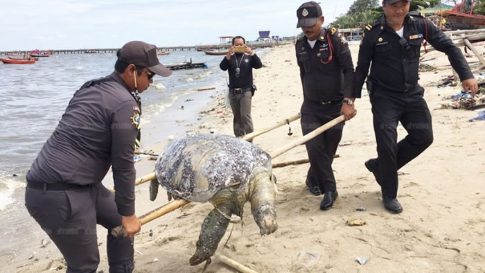 绿海龟尸体将要接受更详细的检验