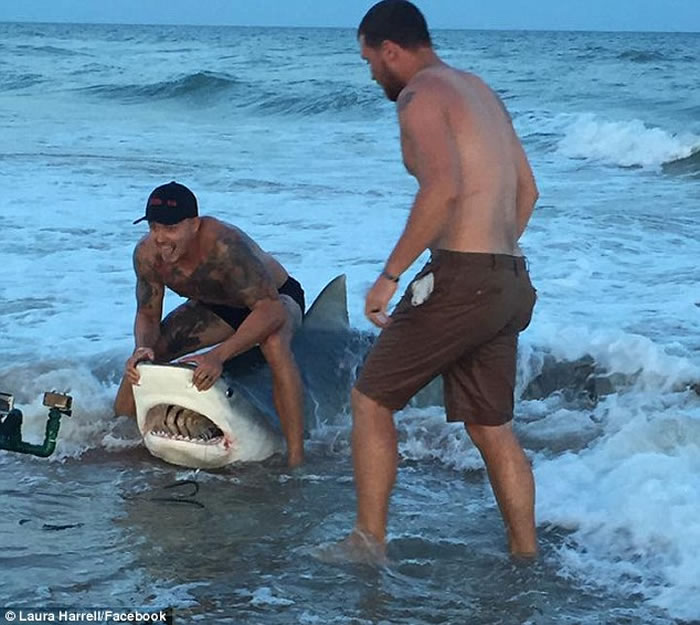 美国北卡罗莱纳州海洋生物专家团队在沙滩上徒手捕捉长达11呎虎鲨