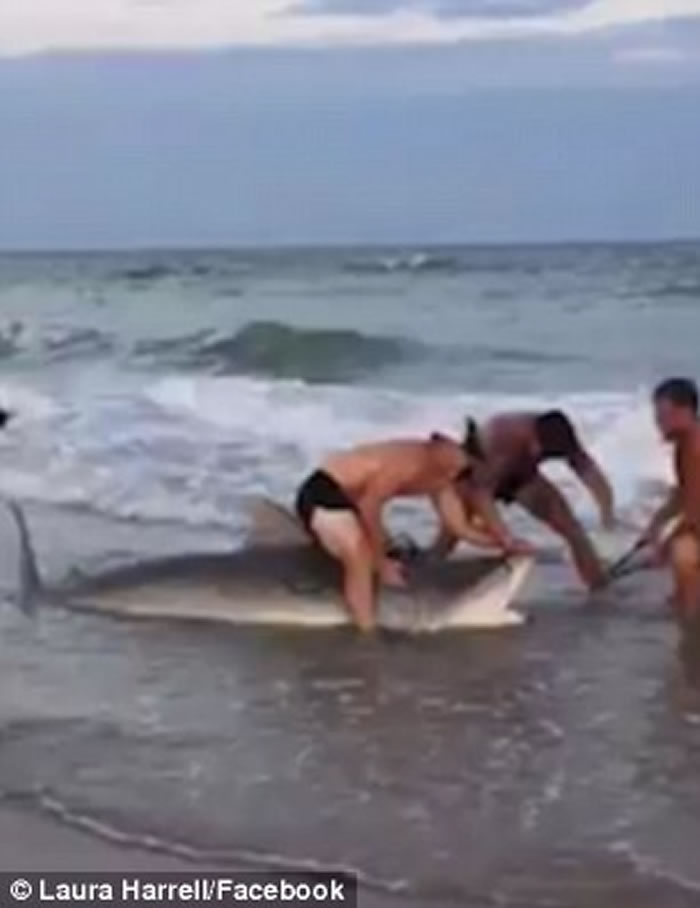 美国北卡罗莱纳州海洋生物专家团队在沙滩上徒手捕捉长达11呎虎鲨