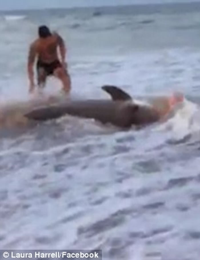 美国北卡罗莱纳州海洋生物专家团队在沙滩上徒手捕捉长达11呎虎鲨