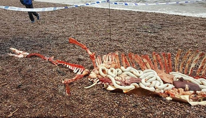 动物组织“Help2Rehome”在facebook贴出“尼斯湖水怪”残肢照片