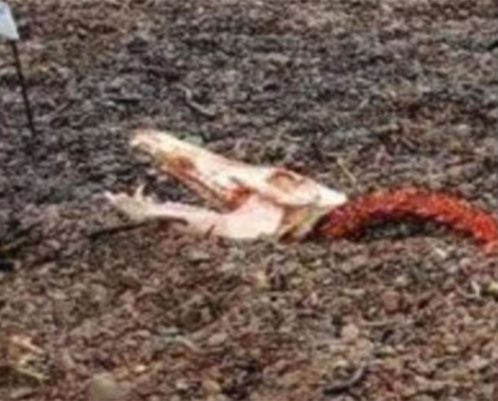 动物组织“Help2Rehome”在facebook贴出“尼斯湖水怪”残肢照片