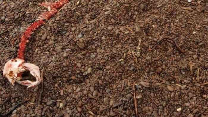 动物组织“Help2Rehome”在facebook贴出“尼斯湖水怪”残肢照片