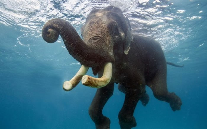 ӡ����RajanǱˮ����ε������