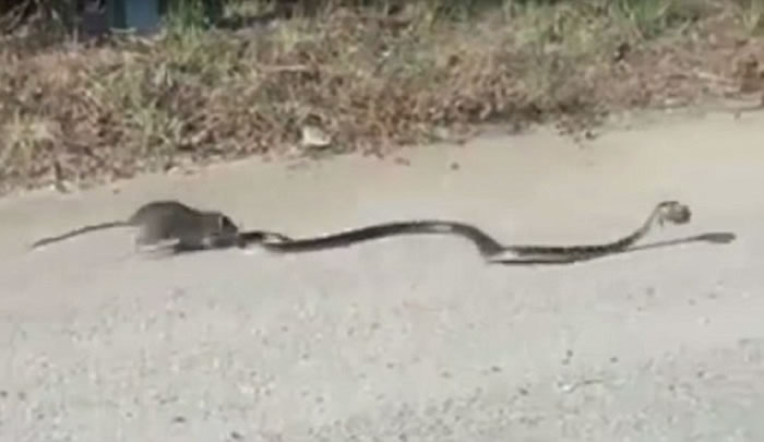 鼠蛇大战:老鼠妈妈为救孩子冒着生命危险咬住蛇尾巴