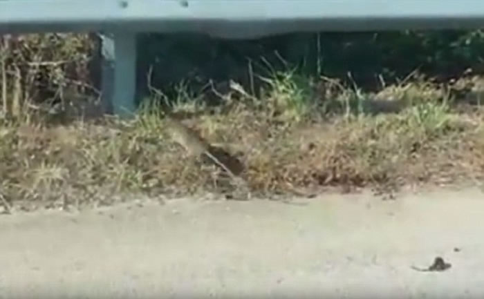 鼠蛇大战:老鼠妈妈为救孩子冒着生命危险咬住蛇尾巴