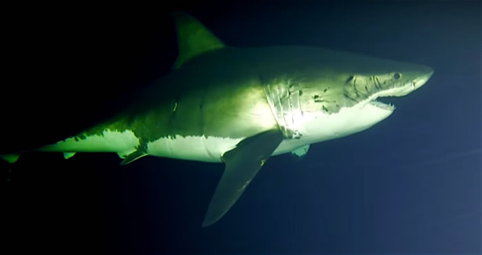 �ϴ�¬�յ�����������Ƶ�״μ�¼��������˯��