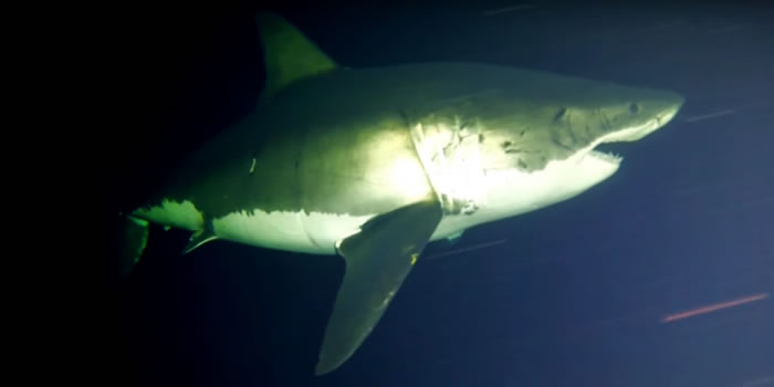 �ϴ�¬�յ�����������Ƶ�״μ�¼��������˯��