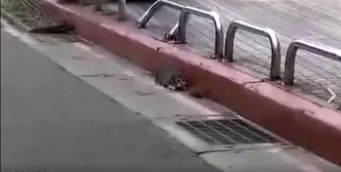 è����������������è����·������ͨ�������Ƕ��ֲ�ʳ��