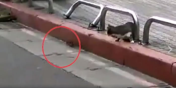 è�侹Ȼ���������·���������