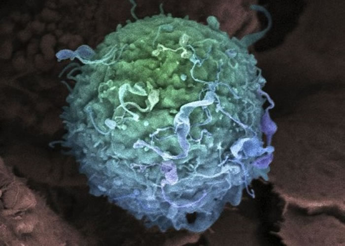 ���Ʒ�����԰�ϸ����