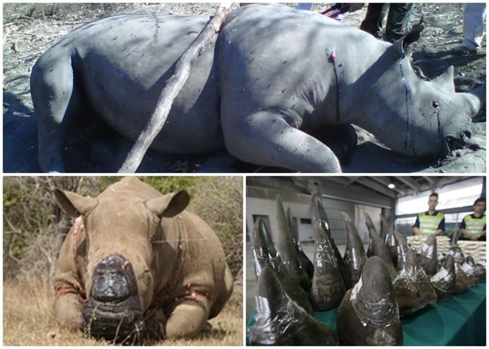 Ϭţͷ�϶��еĽǣ������ǳ�Ϊ����ɱ��Ŀ�ꡣ