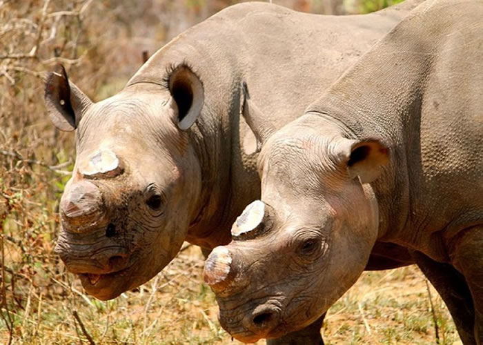 Ϊ�˷�ֹϬţ��������ɱ�����������Ϭţ�ĽǶ������е���