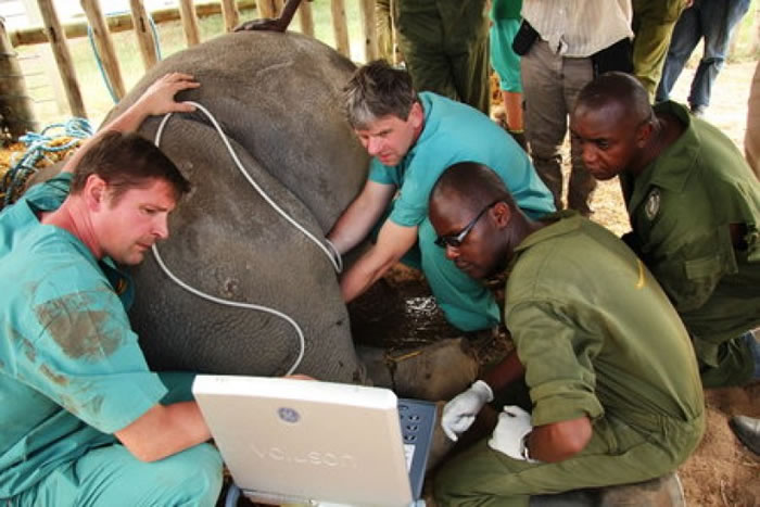 保育人员从苏丹采集精子,以延续北方白犀牛的血脉。