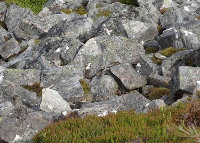 ���ҵ���Ƭ�е��ɼ���