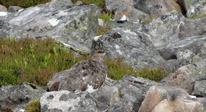 �ɼ��������ġ�