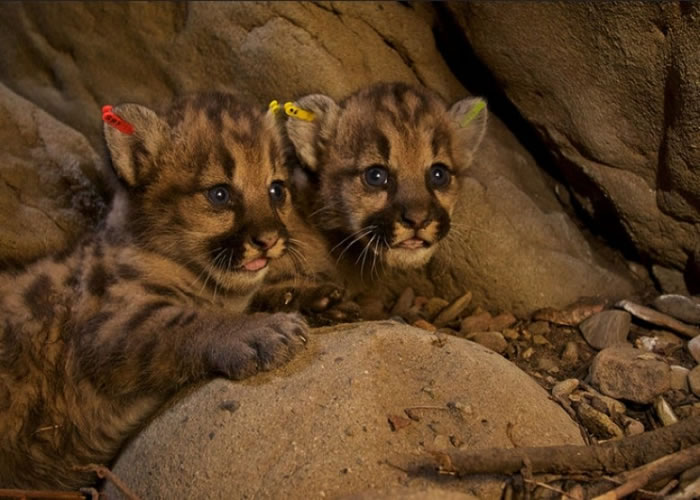 ��������ʥĪ�Ῠɽ������5ֻ�ճ�����ͬ����ĸɽʨ����