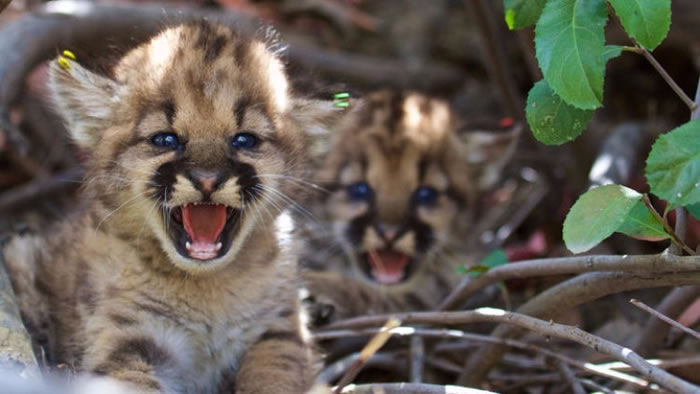 ��������ʥĪ�Ῠɽ������5ֻ�ճ�����ͬ����ĸɽʨ����