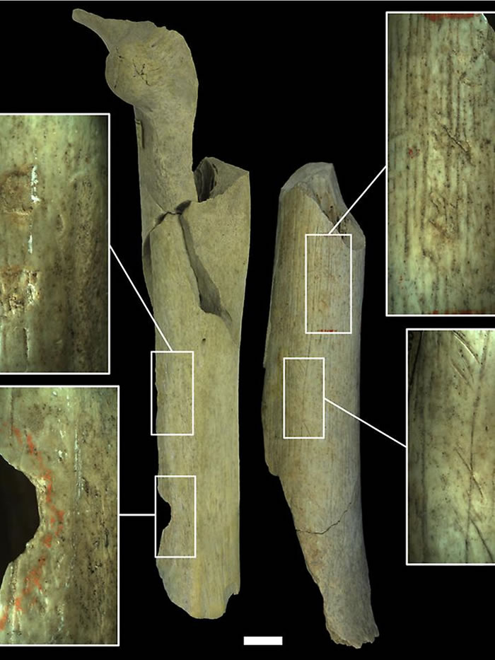 科学家最新研究显示,穴居人曾将同伴尸体随意切割,制成工具,有噬食同类的迹象。图中是骨骼化石上的切割痕迹,以及利用穴居人骨骼作为工具。