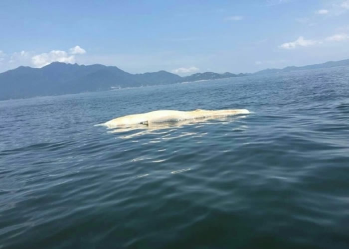 �ڴ����庣����һ��ˮ�����ʬ�壬��ɫ��Ƥ�����ں���Ư����