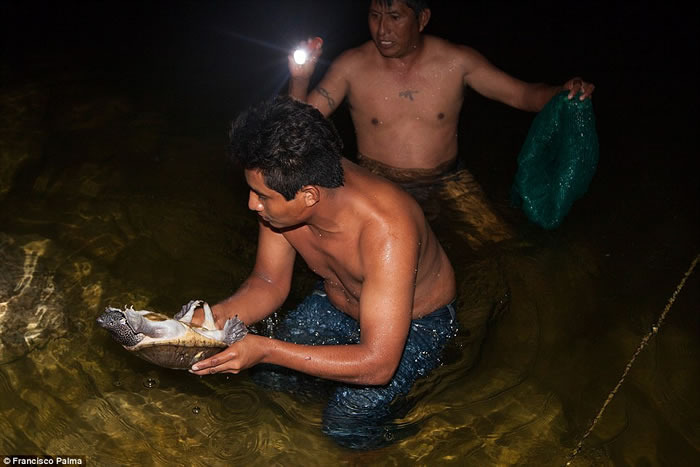 墨西哥盗猎者捕鳄鱼打昏活剥皮 卖到“时尚圣地”意大利做精品