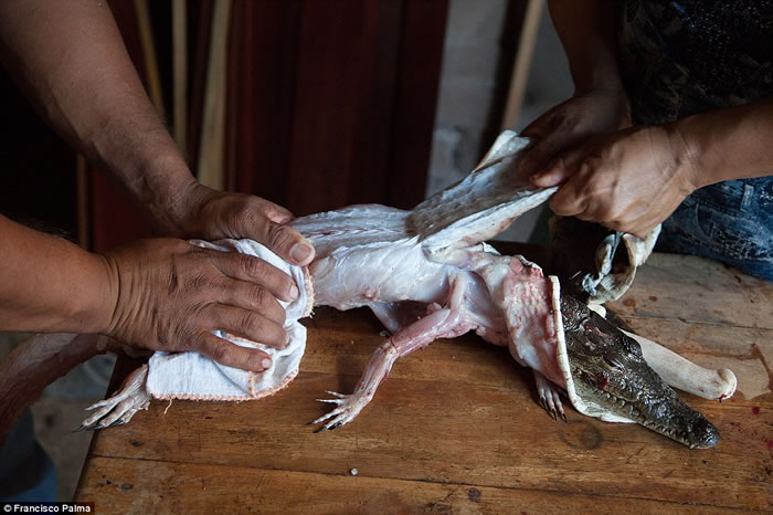 墨西哥盗猎者捕鳄鱼打昏活剥皮 卖到“时尚圣地”意大利做精品