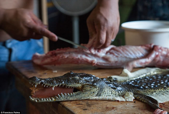 墨西哥盗猎者捕鳄鱼打昏活剥皮 卖到“时尚圣地”意大利做精品