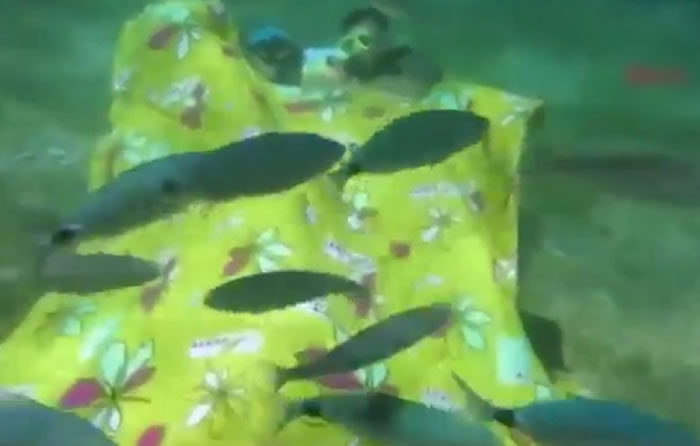土耳其两名男子到8米水底中与海洋生物“同眠” 唤醒公众保护海洋