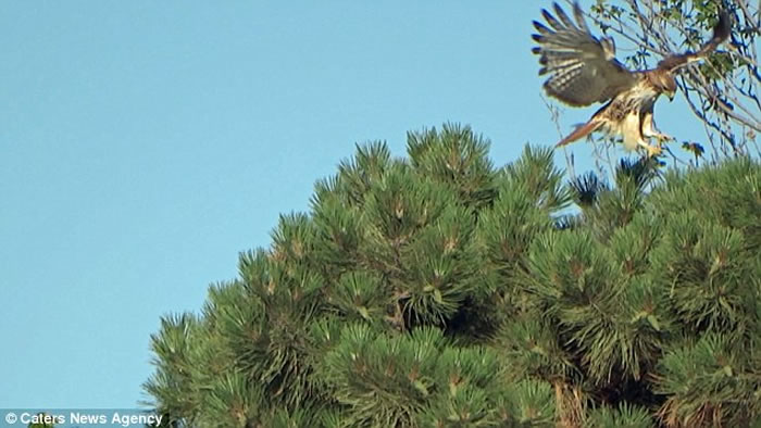 �����������ֿϹ�԰����ǿ�����������ӥ����