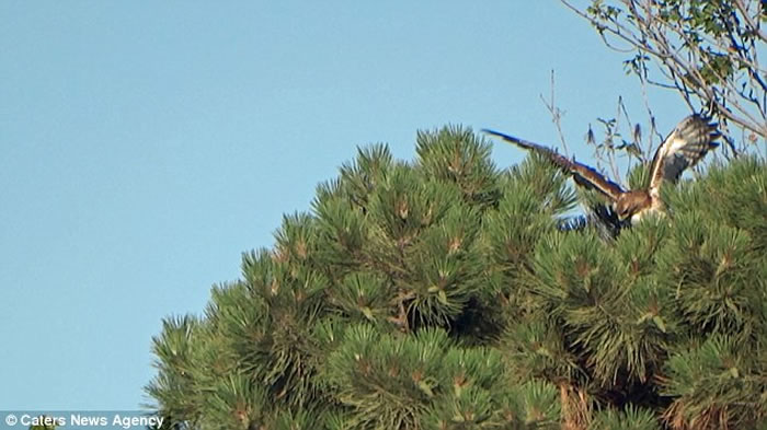 美国新泽西林肯公园松鼠强力弹跳躲避老鹰保命