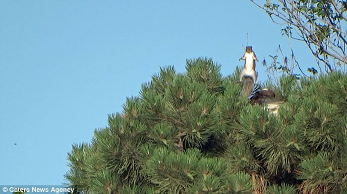 �����������ֿϹ�԰����ǿ�����������ӥ����