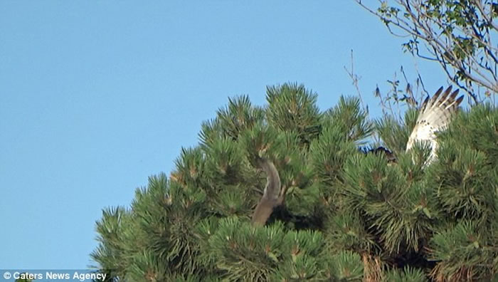 �����������ֿϹ�԰����ǿ�����������ӥ����